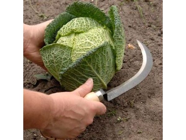 Vegetable Harvesting Knife