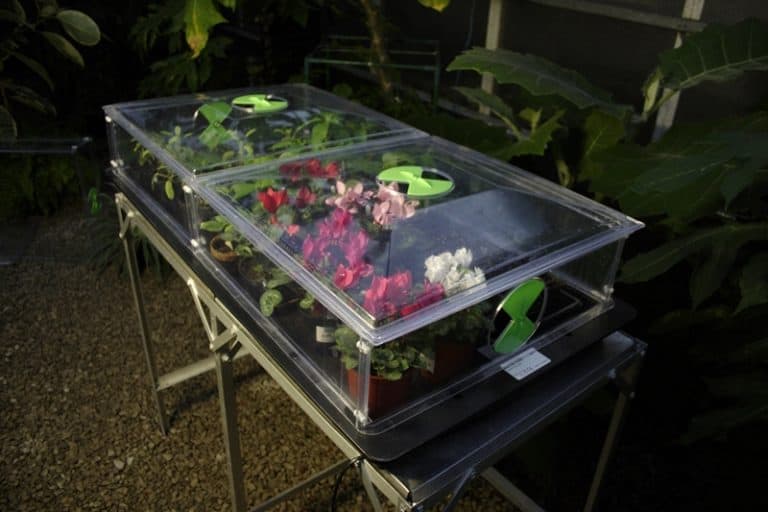 Original Black Large Vitopod Electric Variable Temperature Control