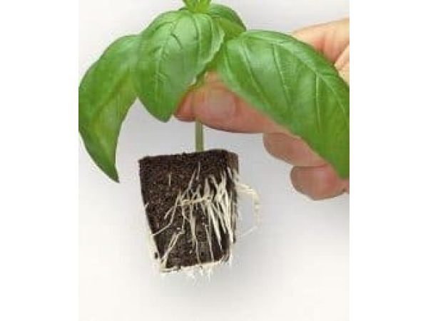 Organic Seed Cubes (24)